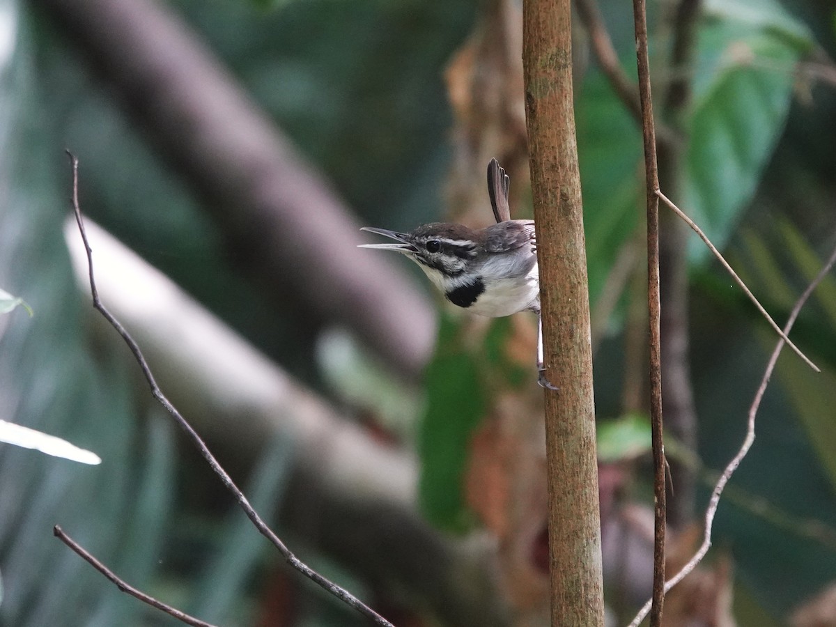 Collared Gnatwren - ML646975624