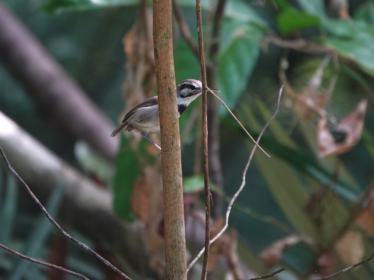 Collared Gnatwren - ML646975625