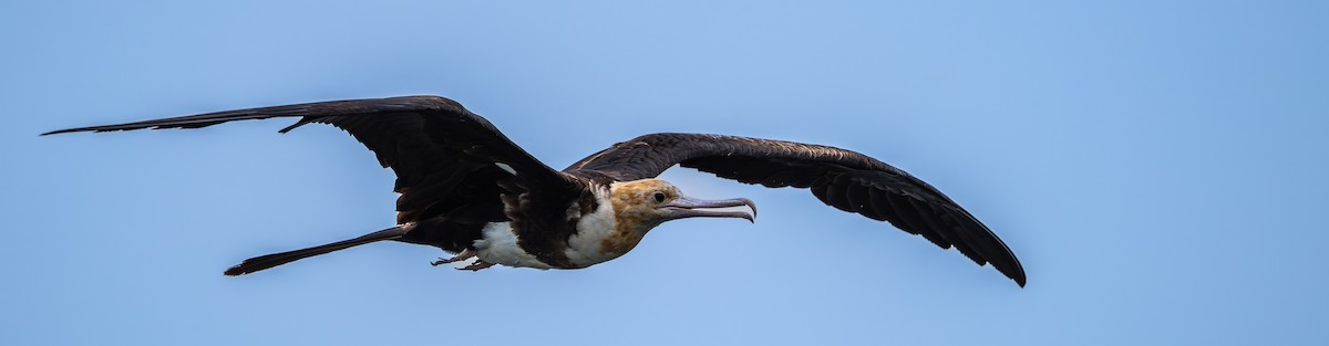 Christmas Island Frigatebird - ML646975626