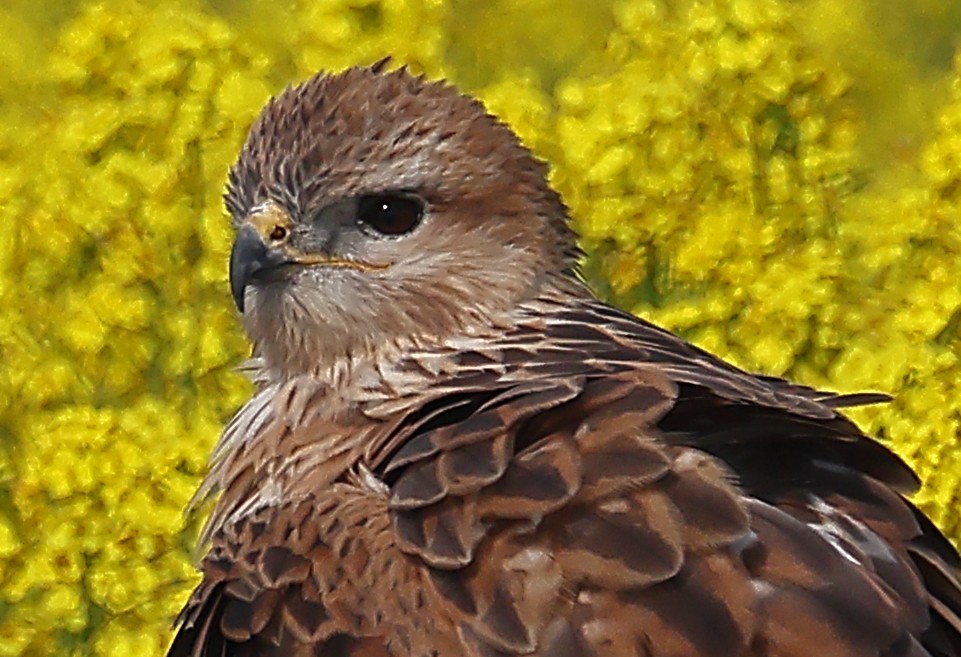 káně bělochvostá - ML646975629