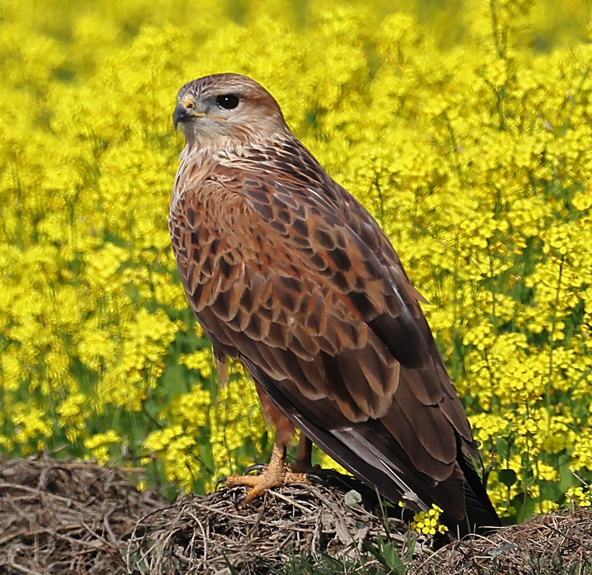 káně bělochvostá - ML646975630