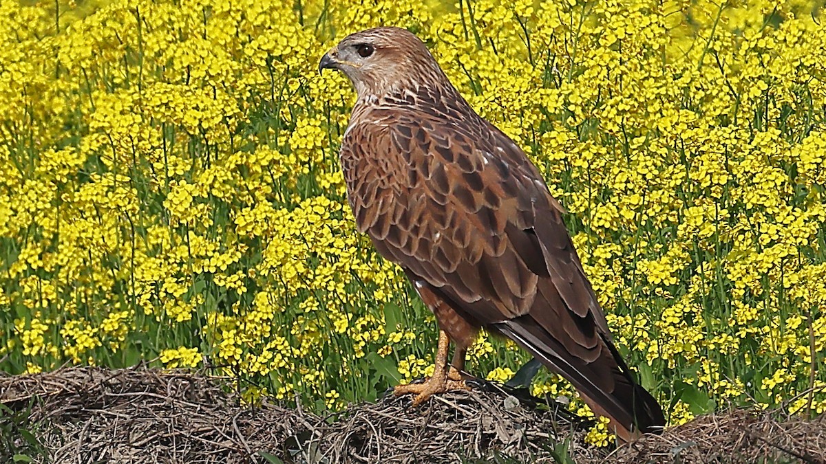 káně bělochvostá - ML646975631