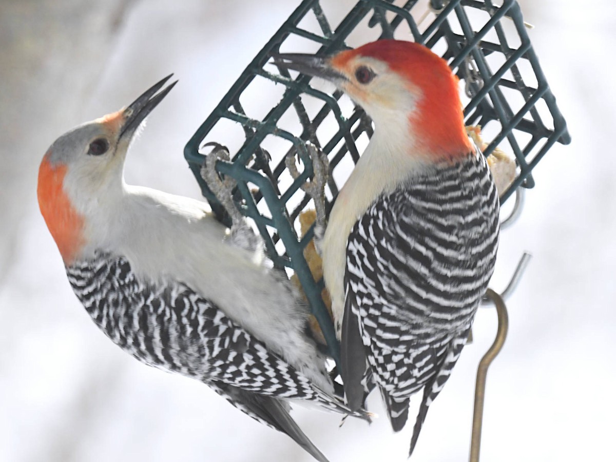 Red-bellied Woodpecker - ML646975632