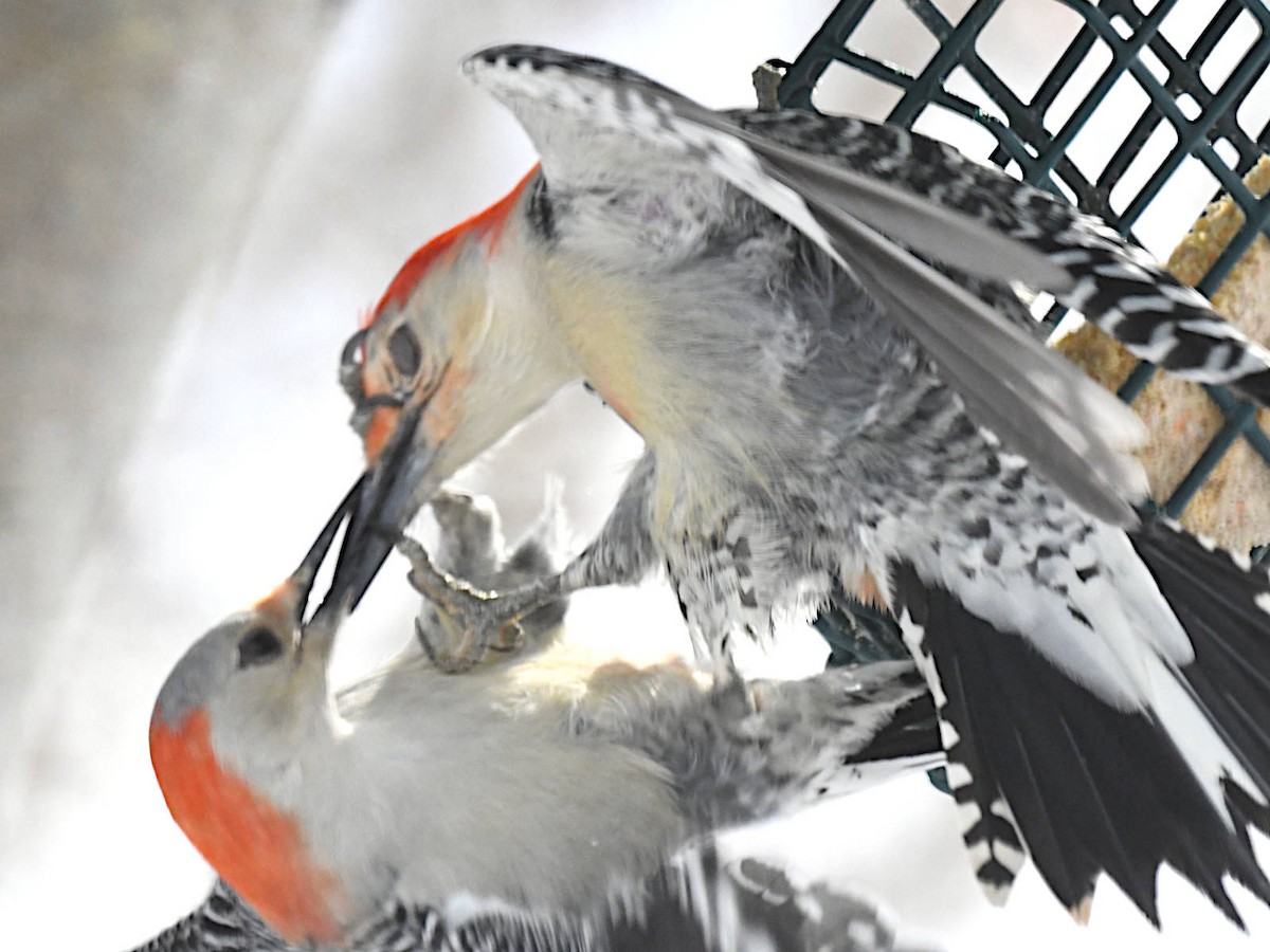 Red-bellied Woodpecker - ML646975633