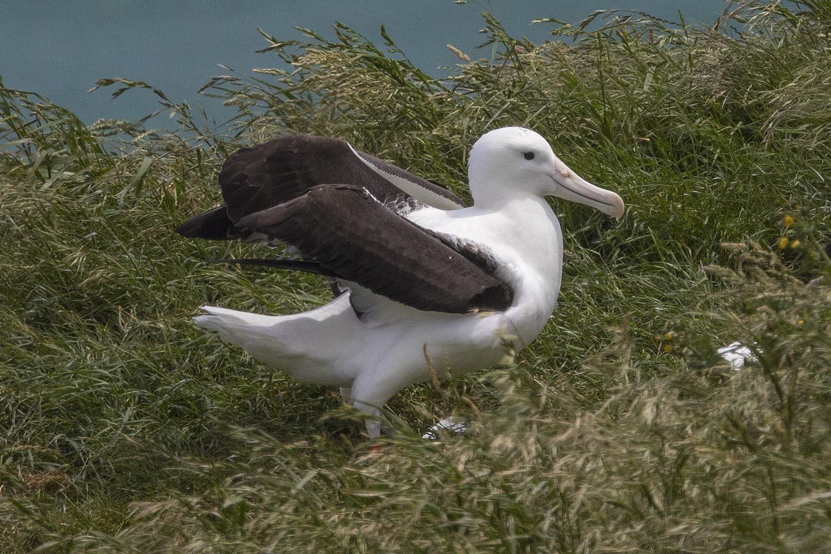 Northern Royal Albatross - ML646975635