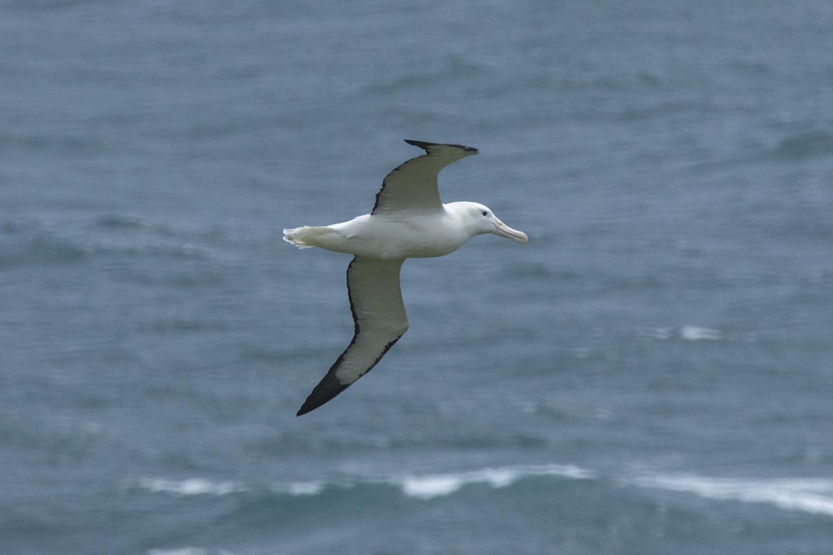 Northern Royal Albatross - ML646975636