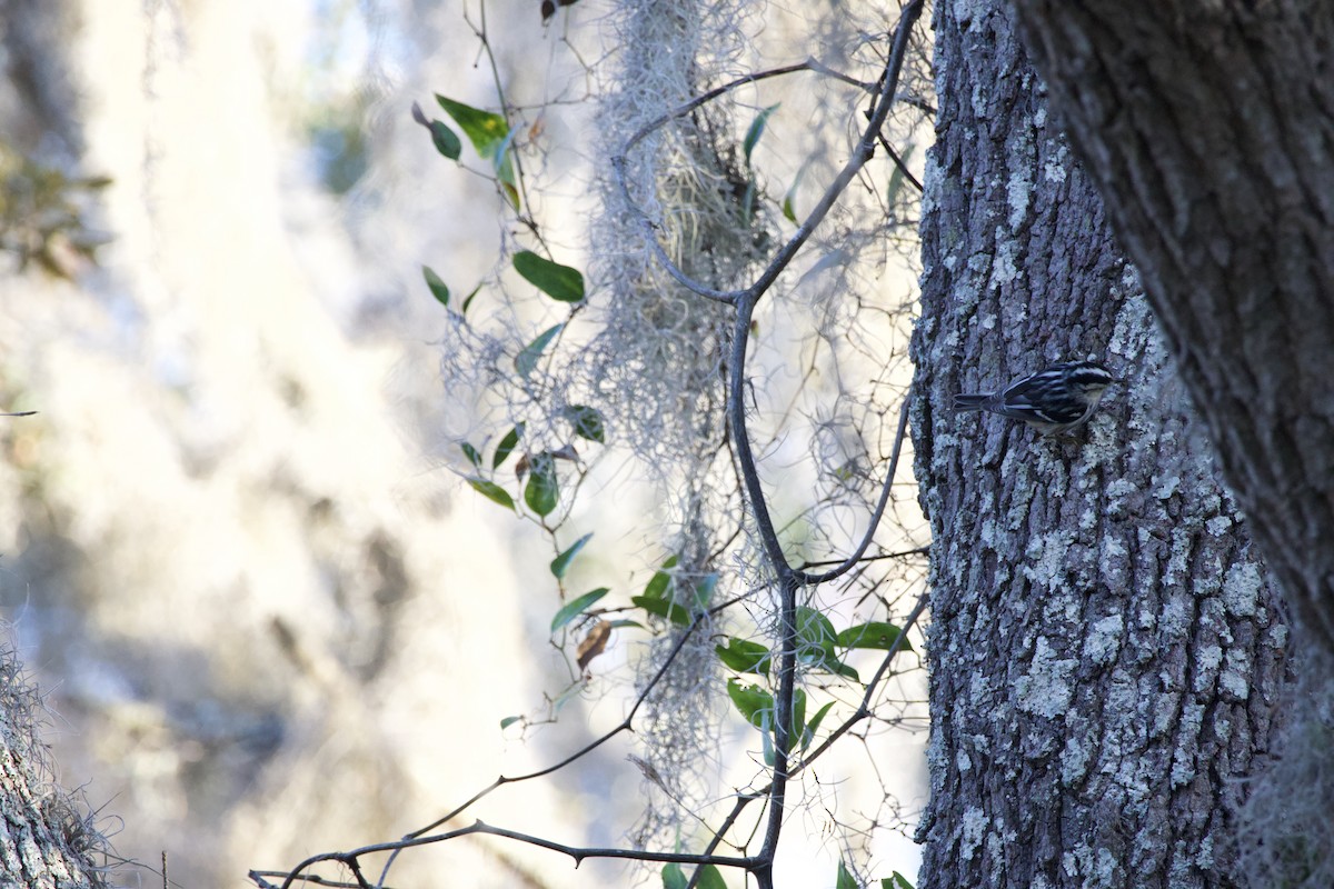 Tırmaşık Ötleğeni - ML646975641