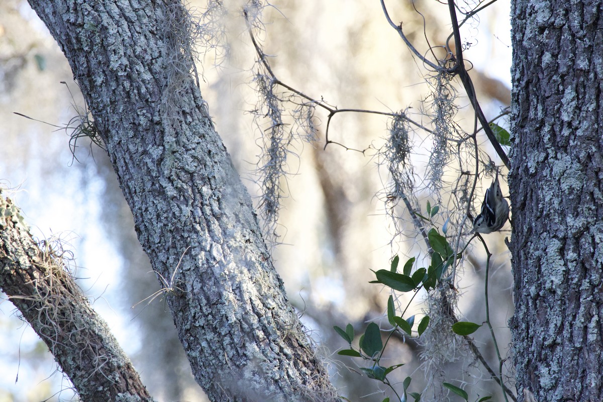 Tırmaşık Ötleğeni - ML646975642