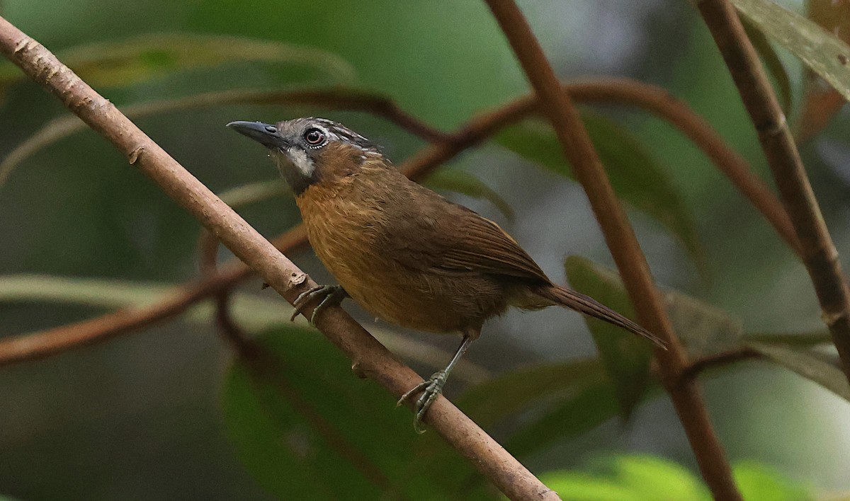 Gray-throated Babbler - ML646975644