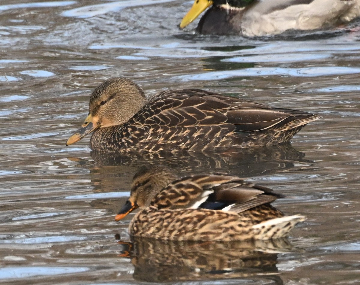 Ánade Azulón x Sombrío (híbrido) - ML646975645