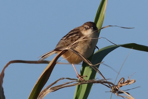 Ihi-txoria - ML646975646