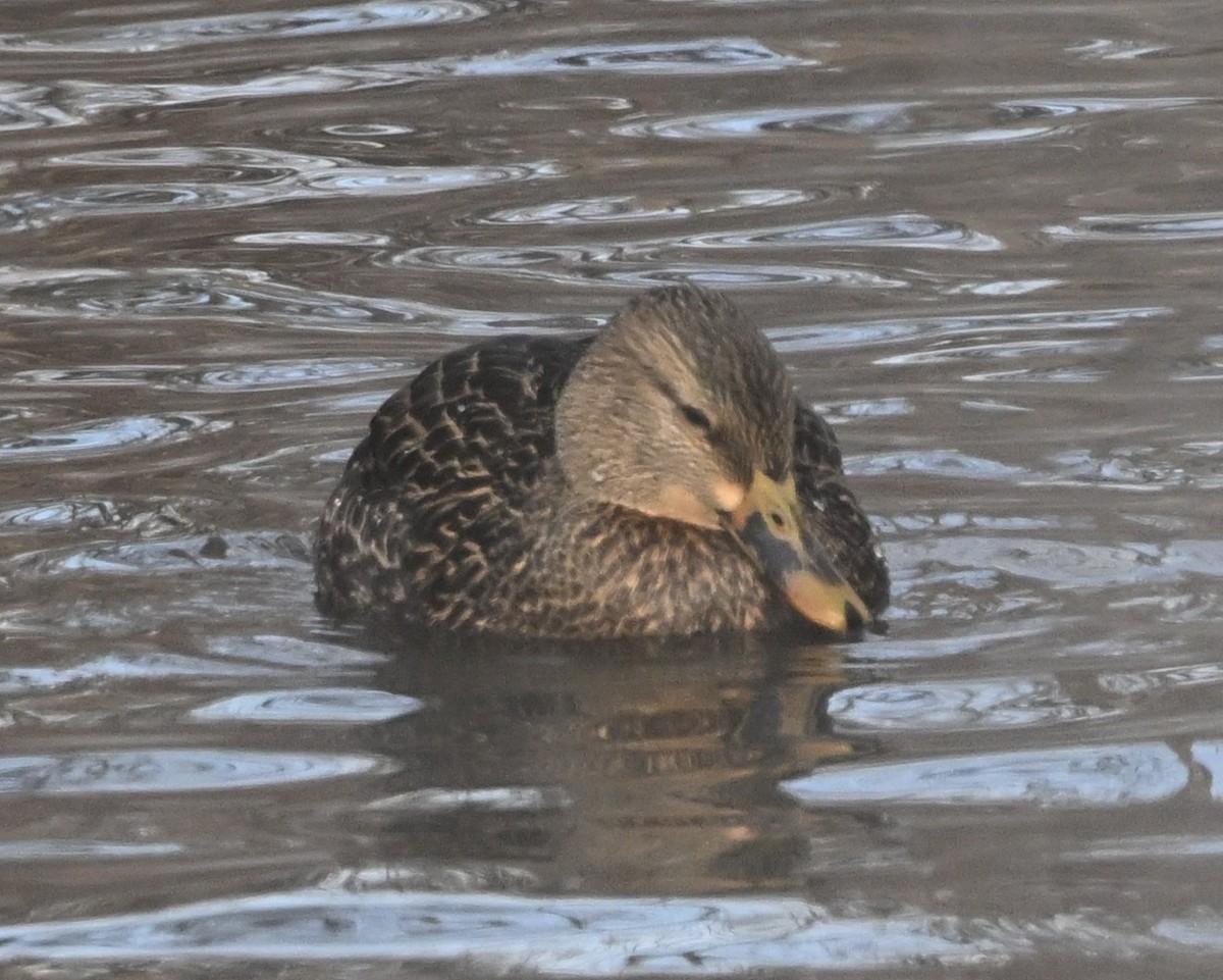 Ánade Azulón x Sombrío (híbrido) - ML646975648