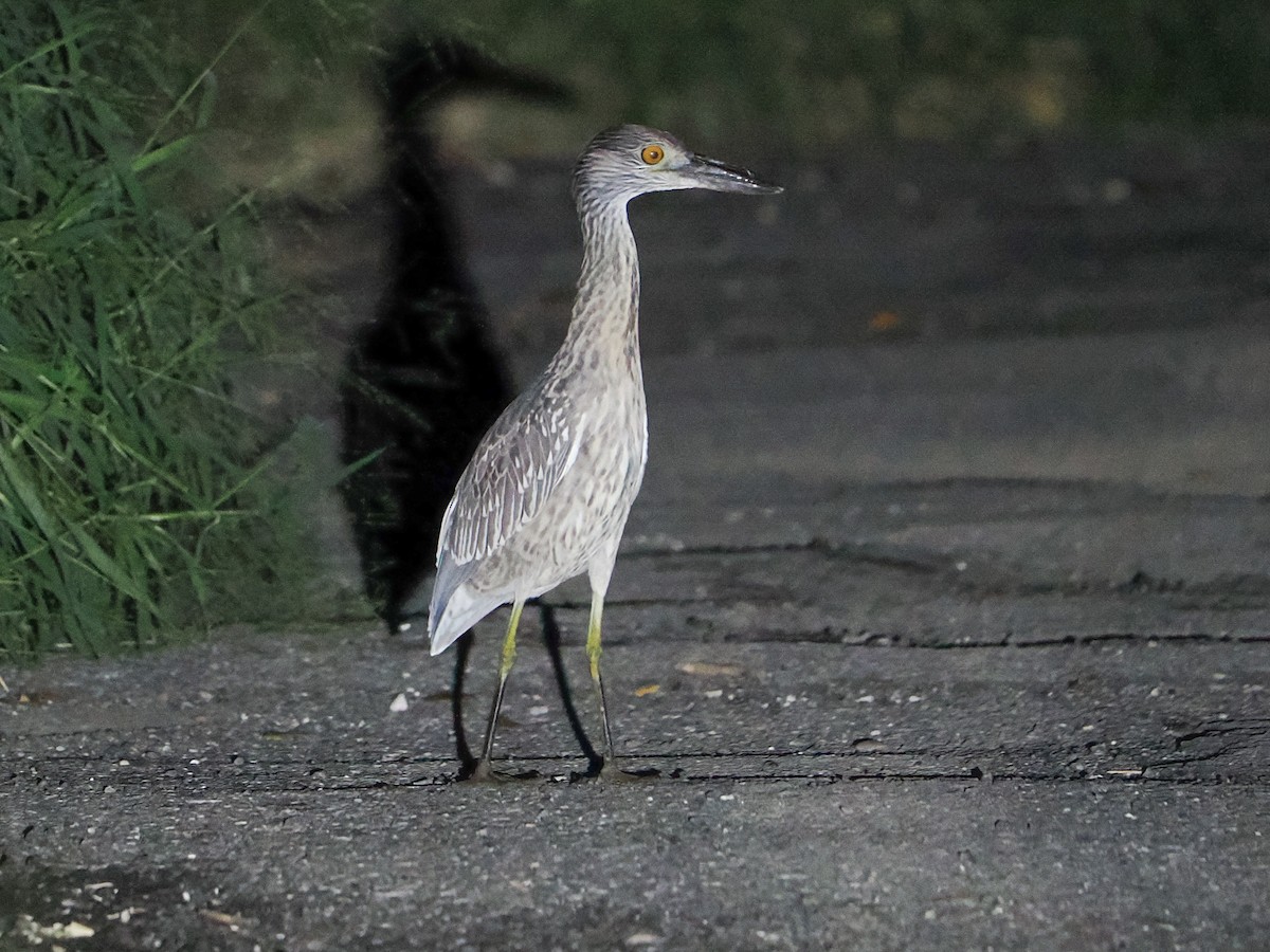 Sarı Tepeli Gece Balıkçılı - ML646975651