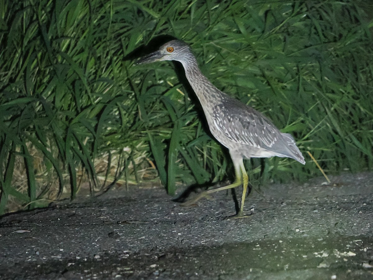 Sarı Tepeli Gece Balıkçılı - ML646975653