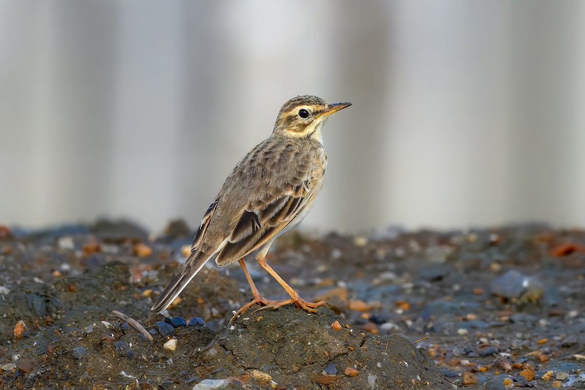 Bisbita de Richard - ML646975654