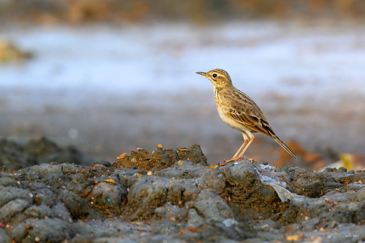 Bisbita de Richard - ML646975655