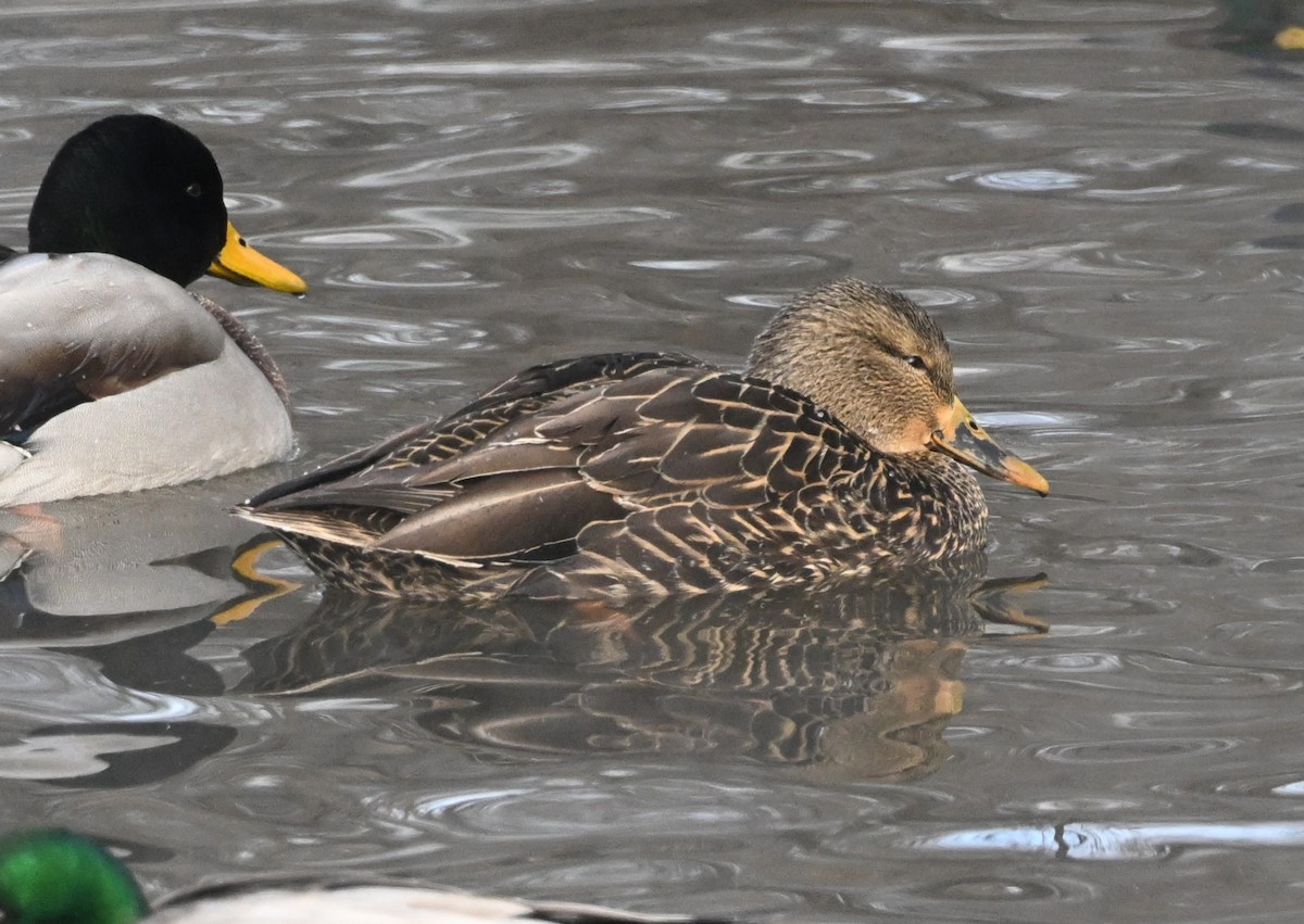 Ánade Azulón x Sombrío (híbrido) - ML646975657