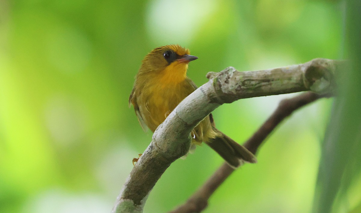 Golden Babbler - ML646975658