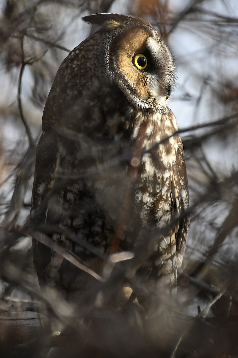 Long-eared Owl - ML646975659
