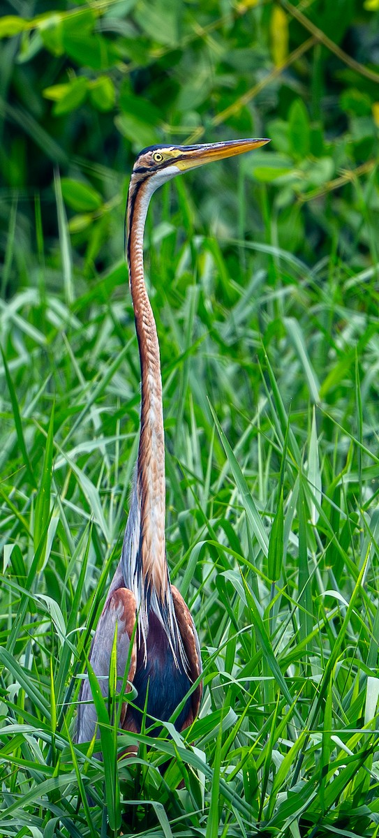 אנפה ארגמנית - ML646975663