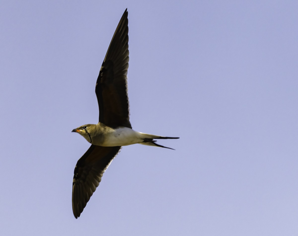 Collared Pratincole - ML646975666