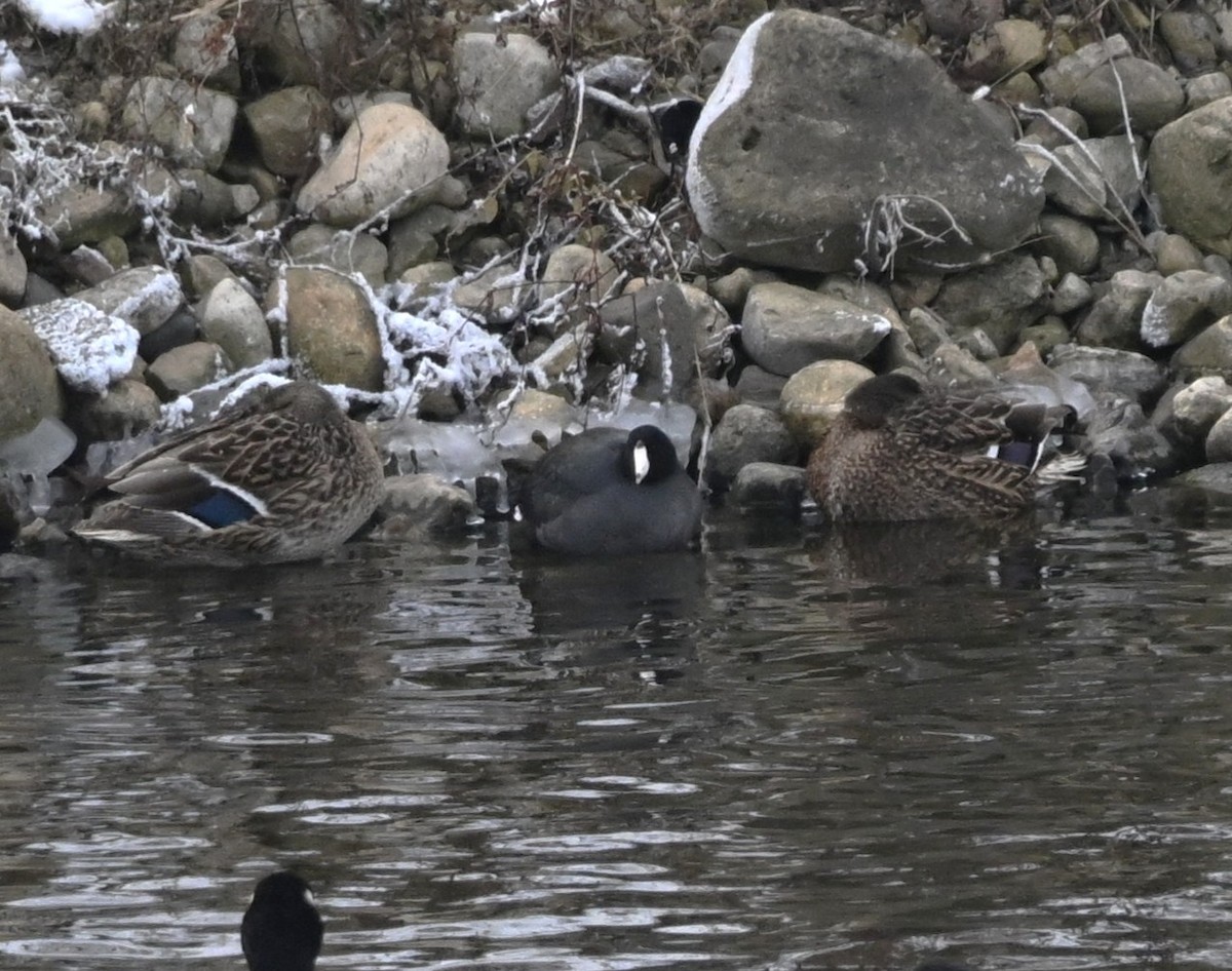 Focha Americana - ML646975678