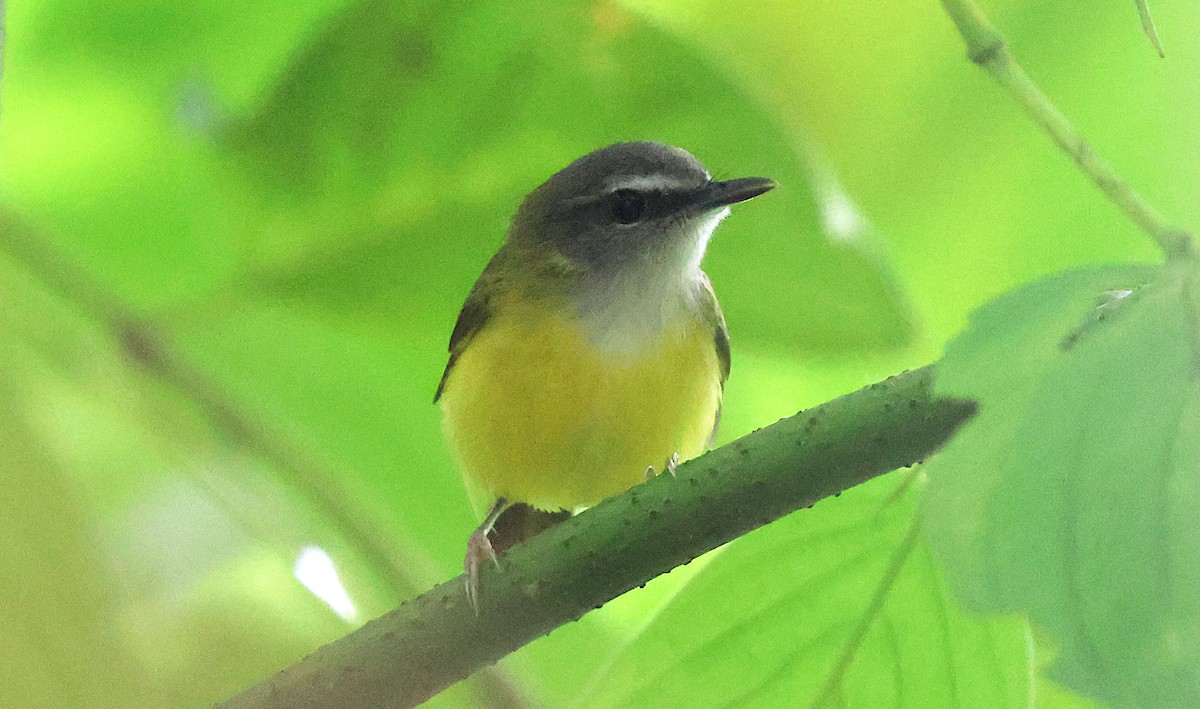 Yellow-bellied Warbler - ML646975679
