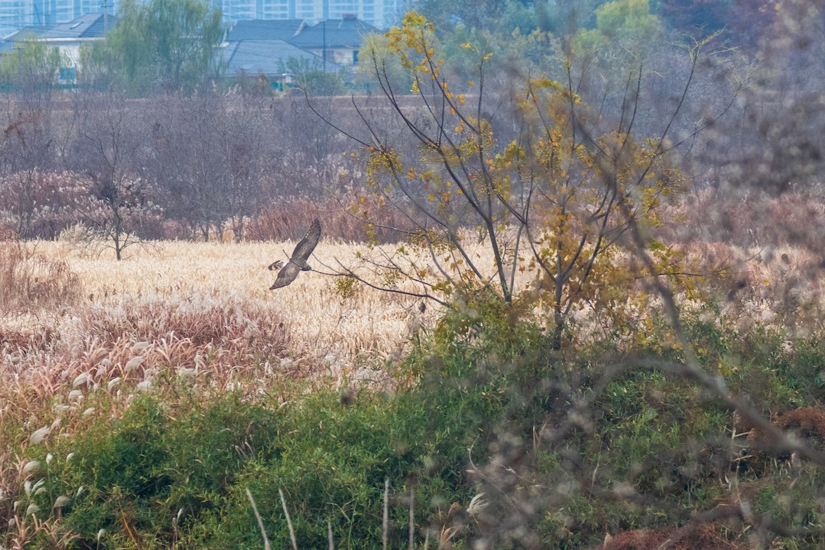 moták východní - ML646975682