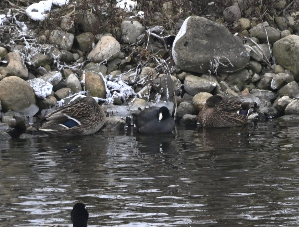 Focha Americana - ML646975684