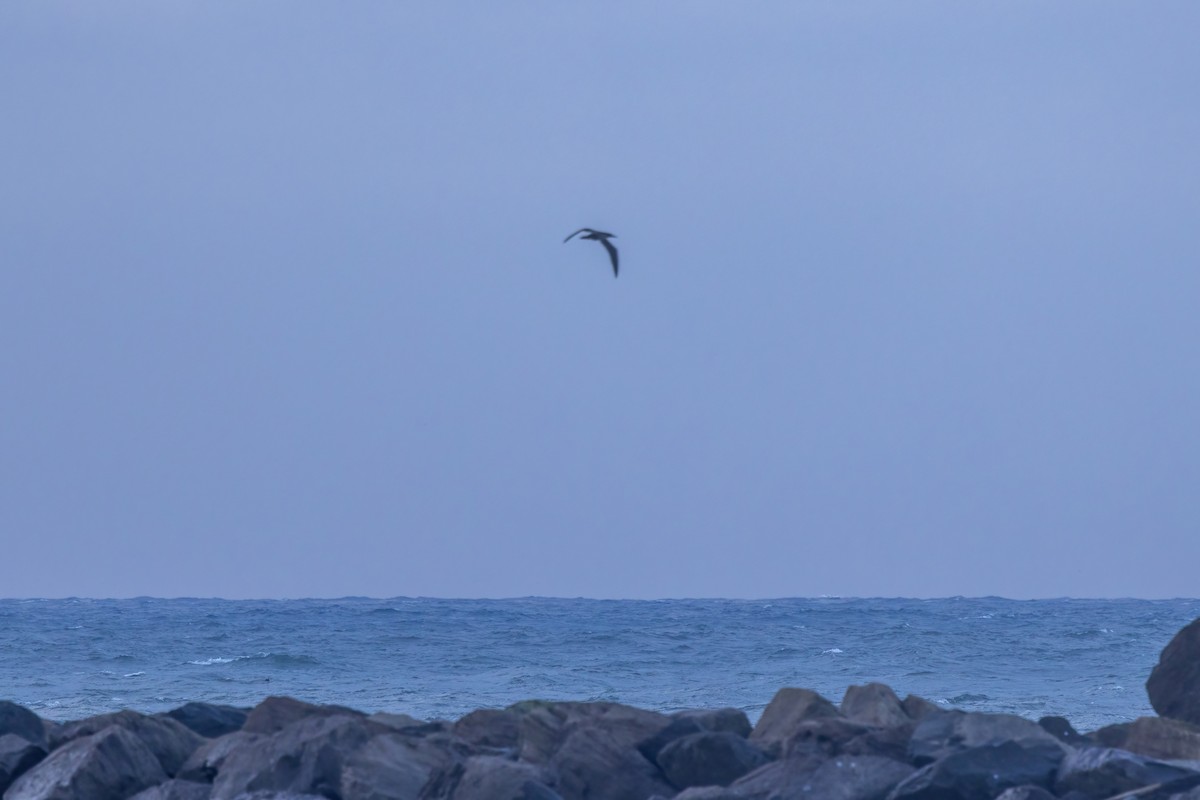 シロガシラカツオドリ - ML646975689