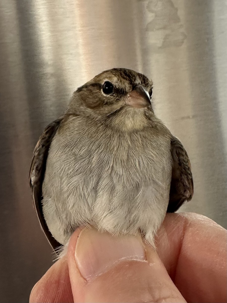Chipping Sparrow - ML646975692