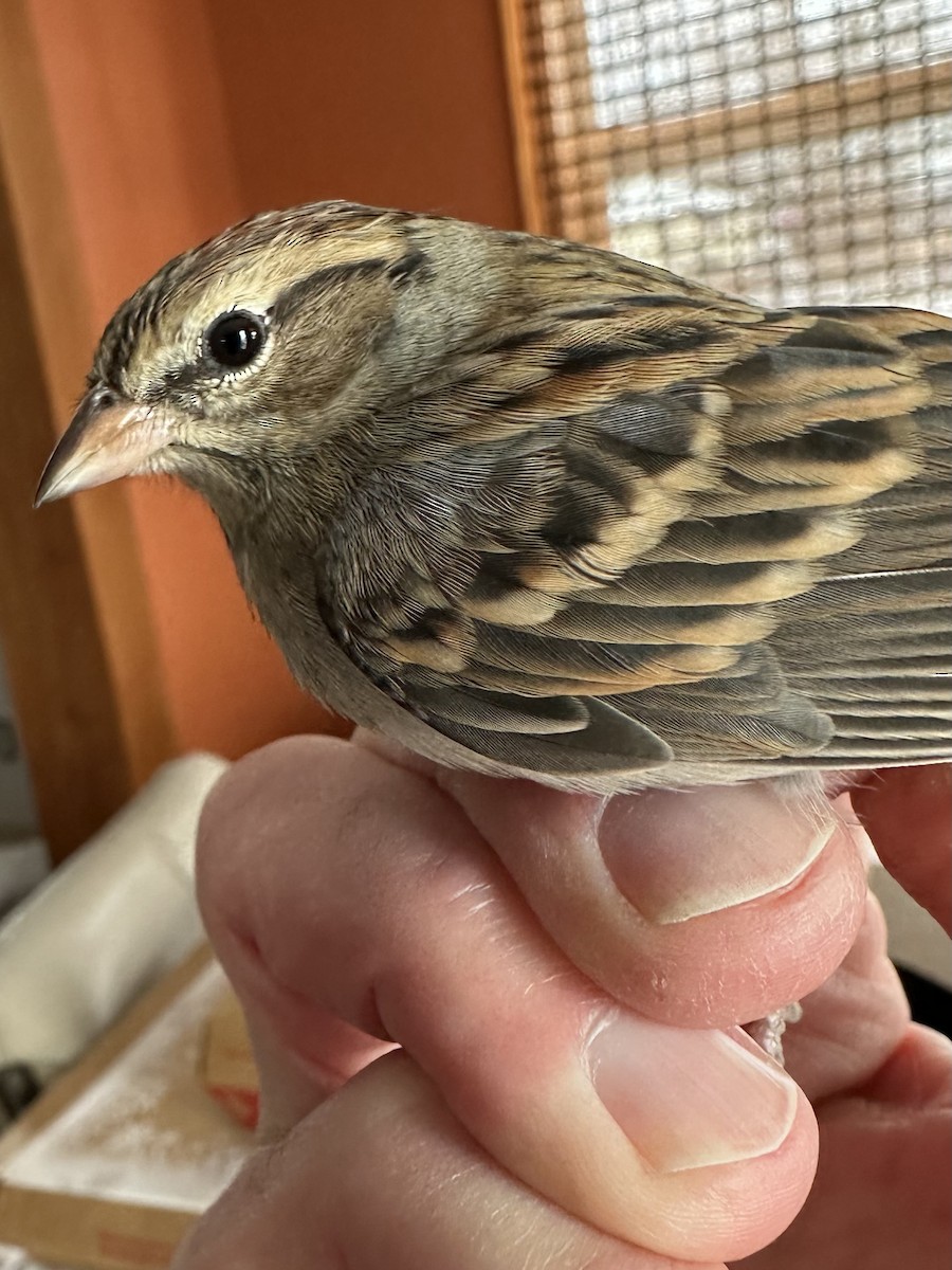 Chipping Sparrow - ML646975693