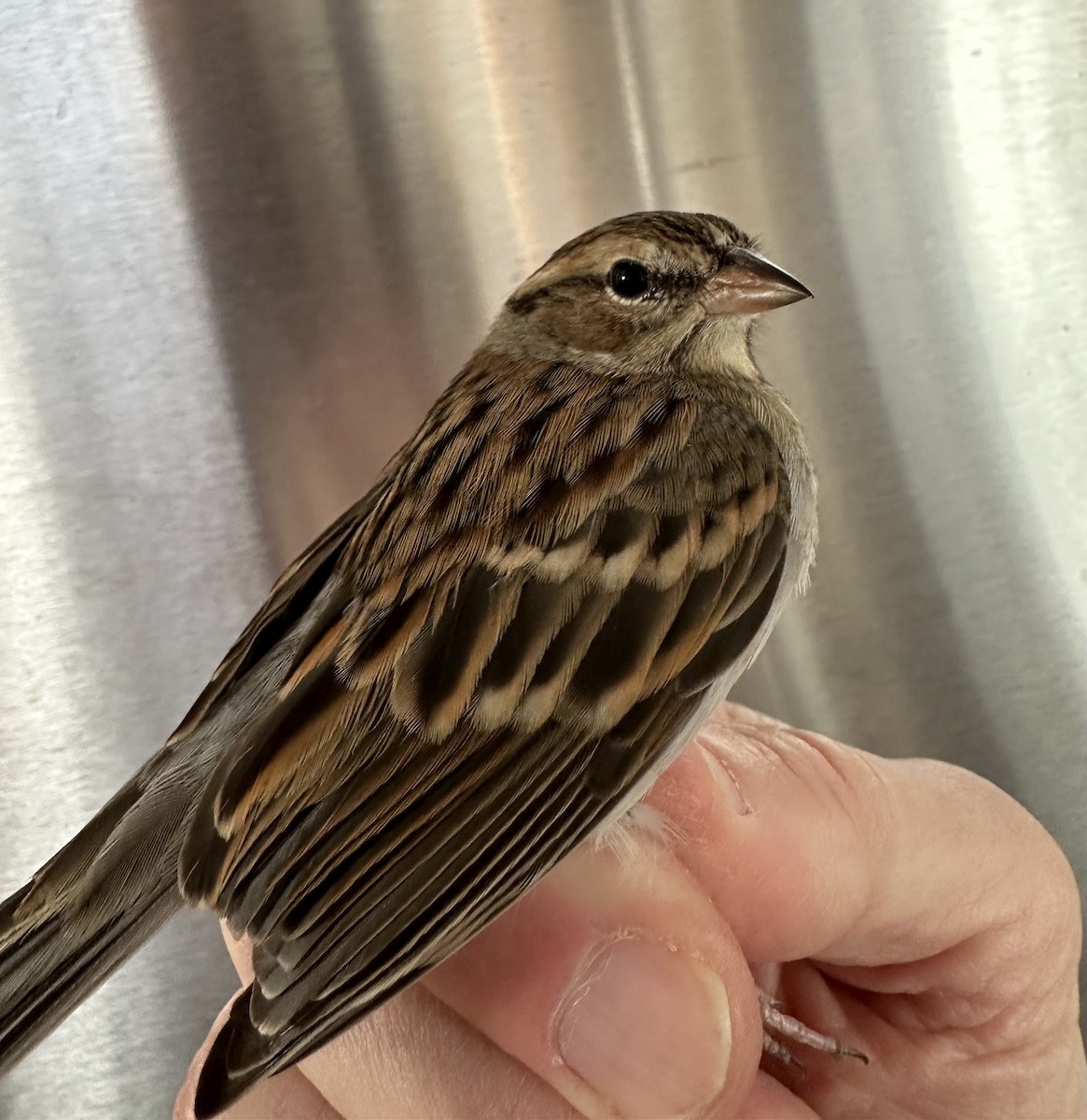 Chipping Sparrow - ML646975694