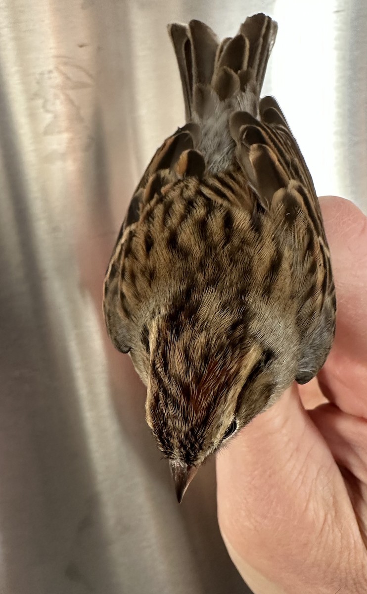 Chipping Sparrow - ML646975695