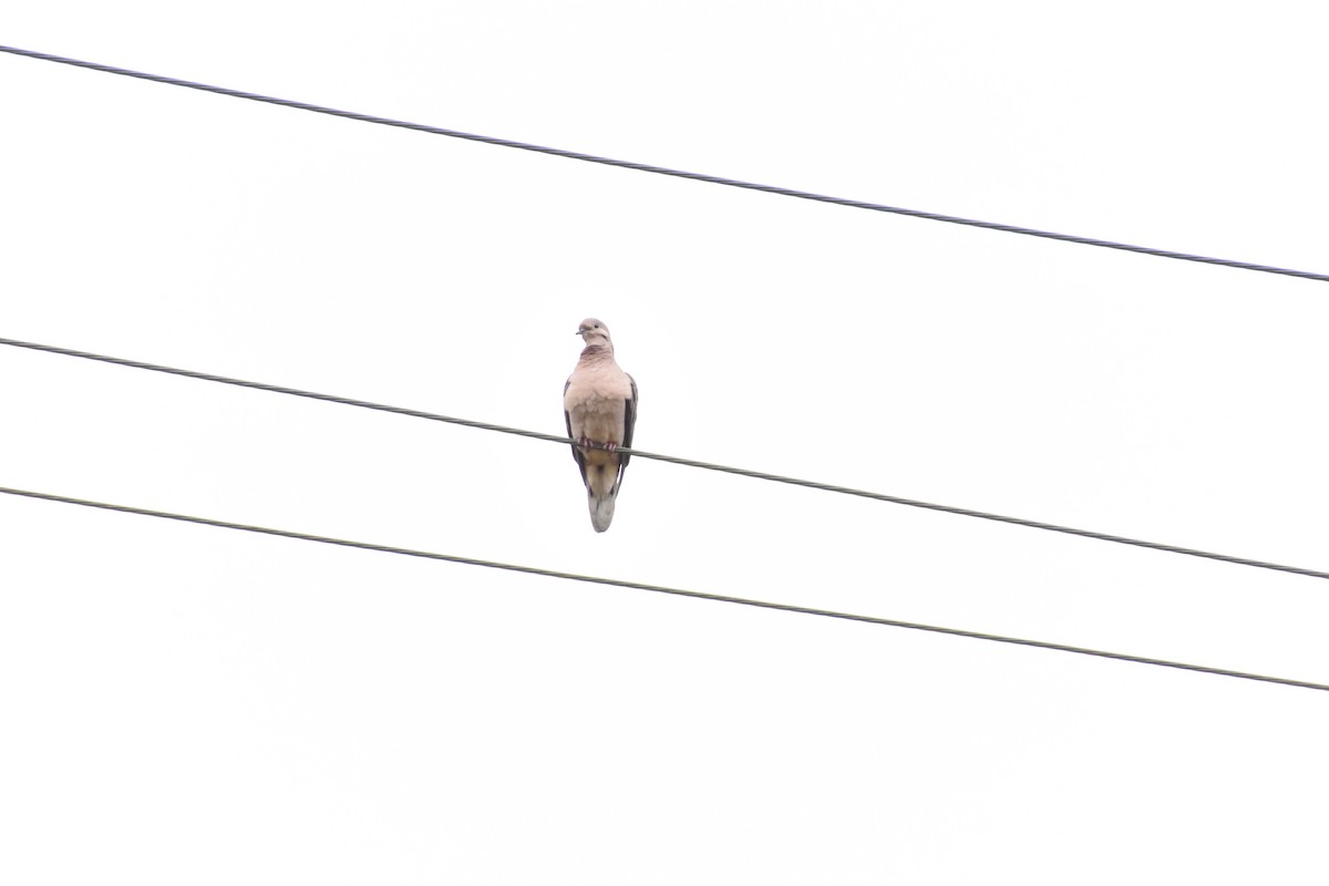 Eared Dove - ML646975697