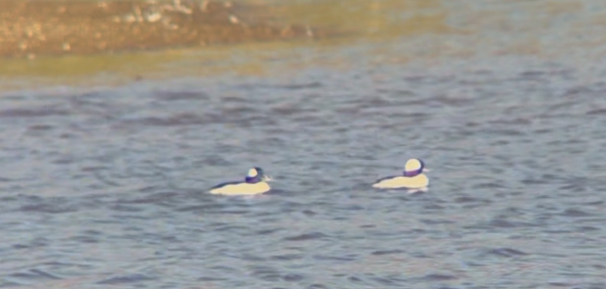 Bufflehead - ML646975705