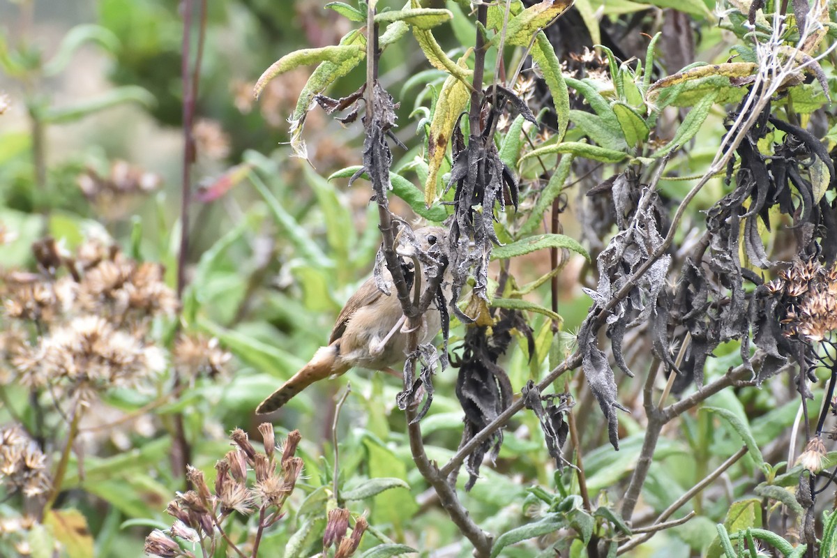 Southern House Wren - ML646975706