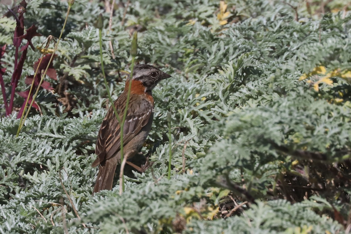 Morgenammer - ML646975708