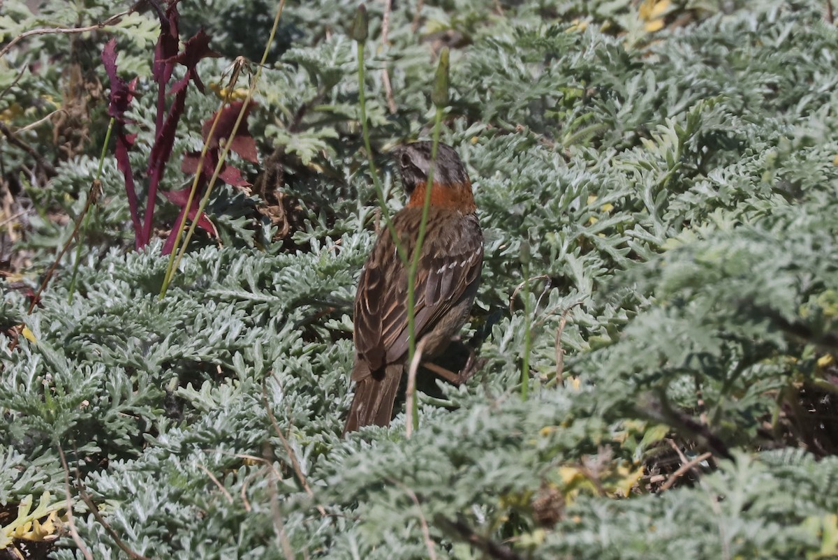 Morgenammer - ML646975709