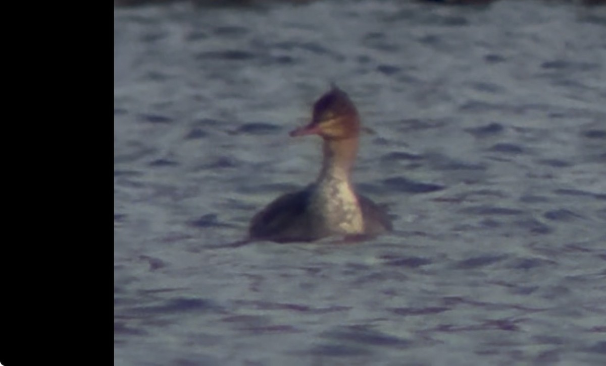 Red-breasted Merganser - ML646975710