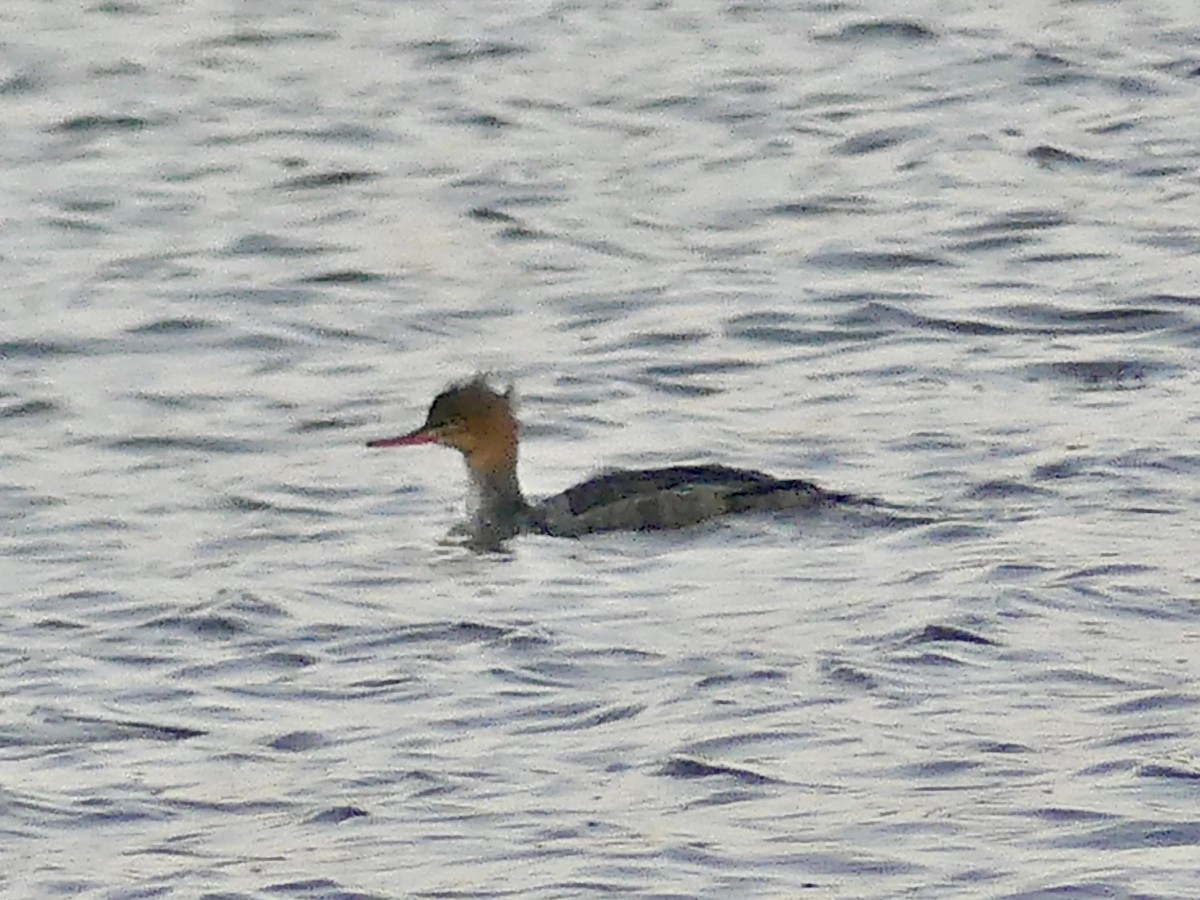 Red-breasted Merganser - ML646975711
