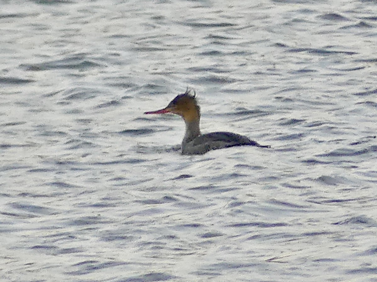 Red-breasted Merganser - ML646975712