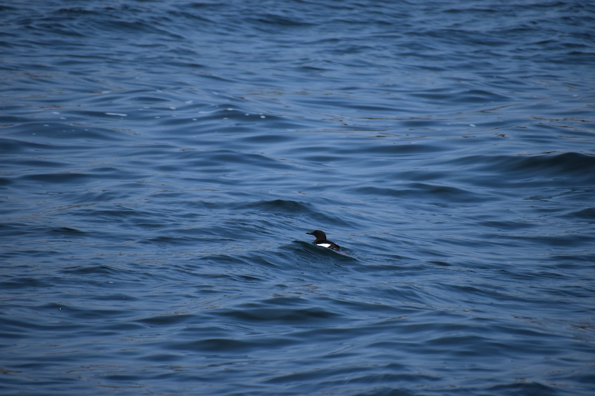 Black Guillemot - ML646975713