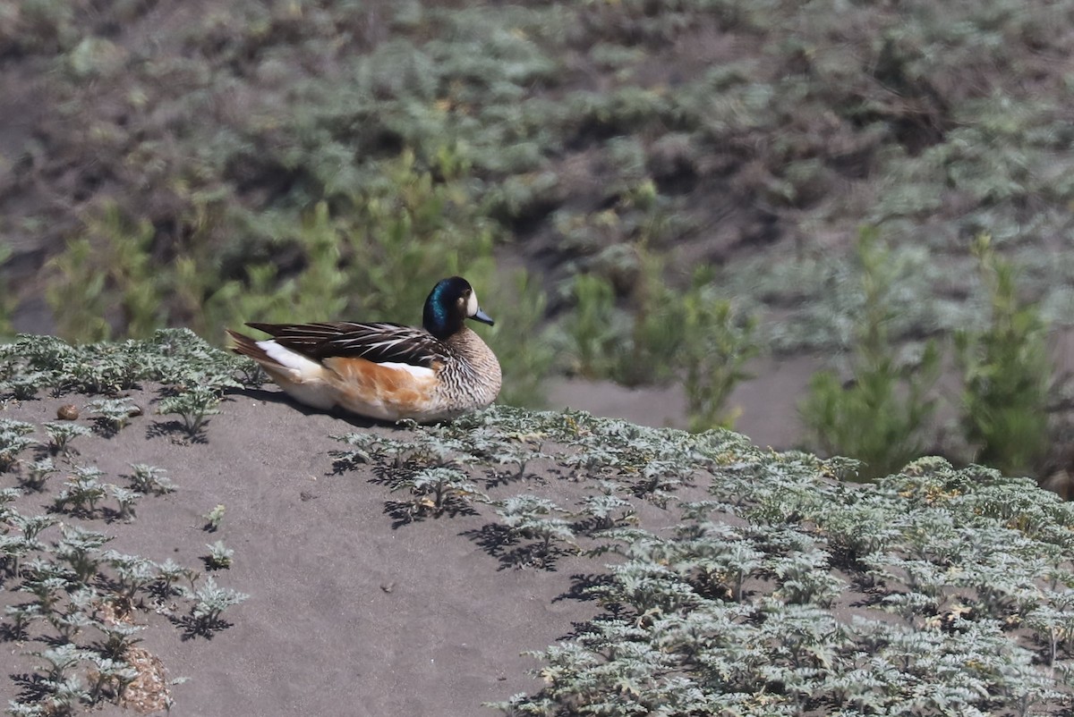 Chilepfeifente - ML646975719