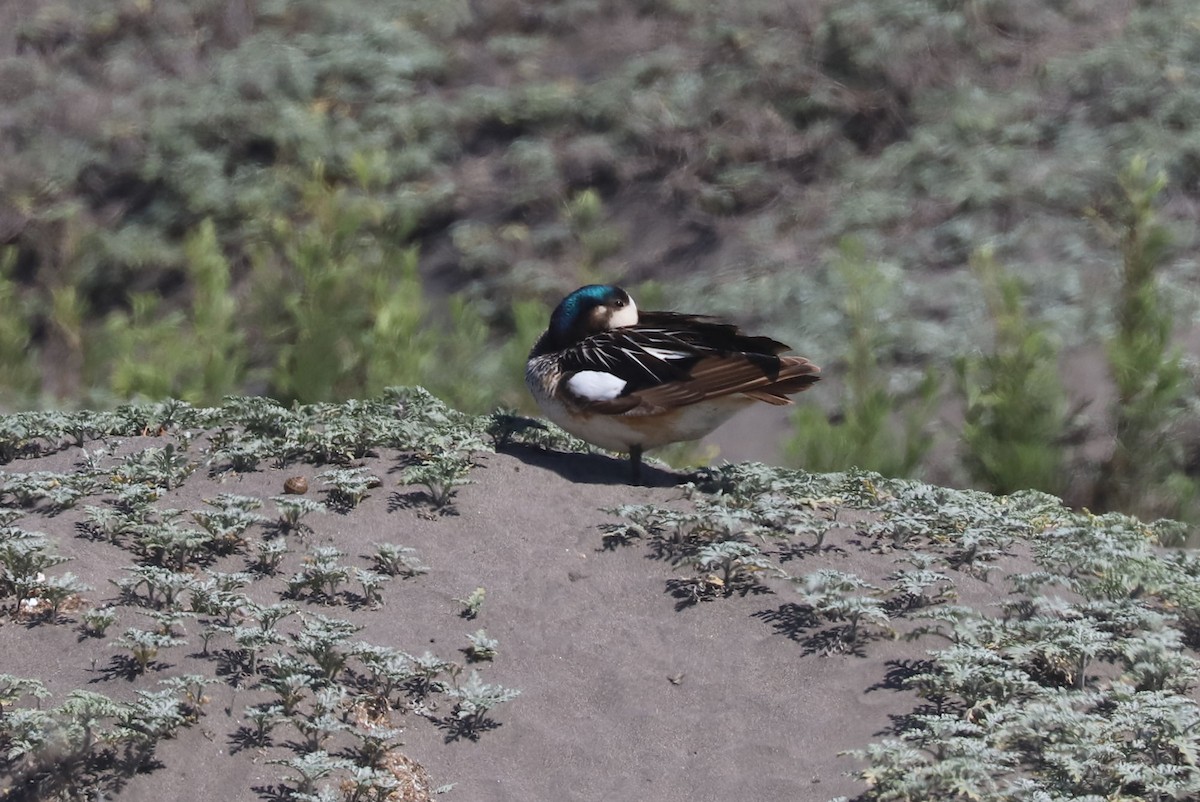 Chilepfeifente - ML646975720