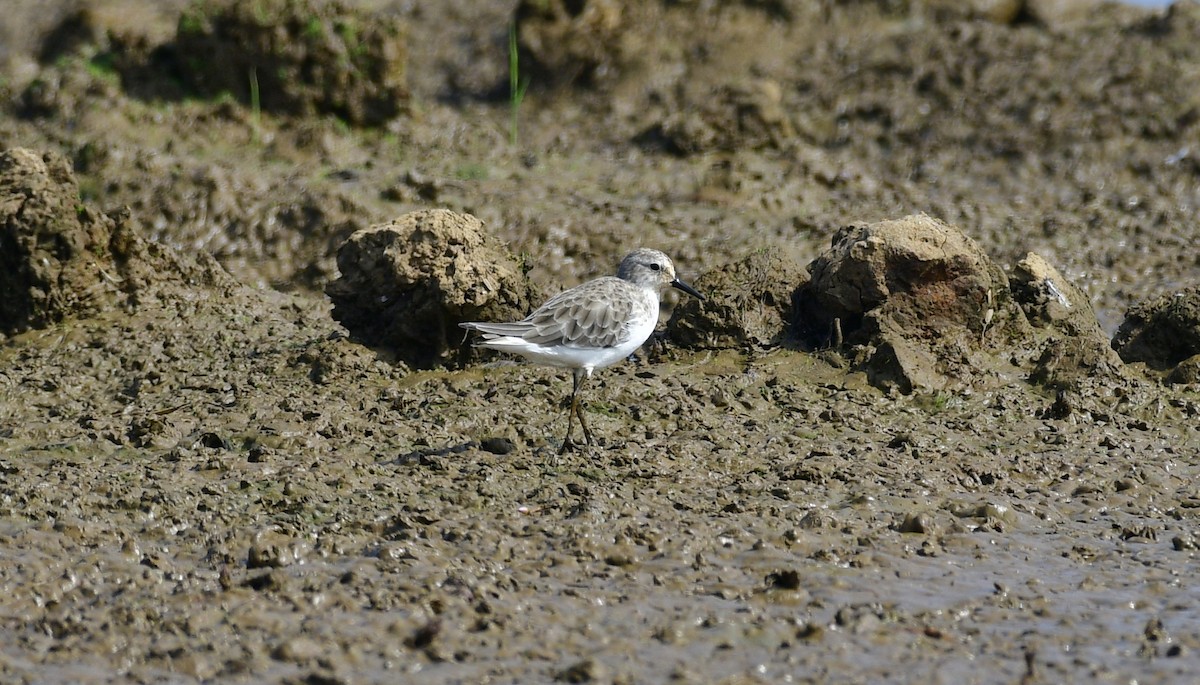 Küçük Kumkuşu - ML646975721