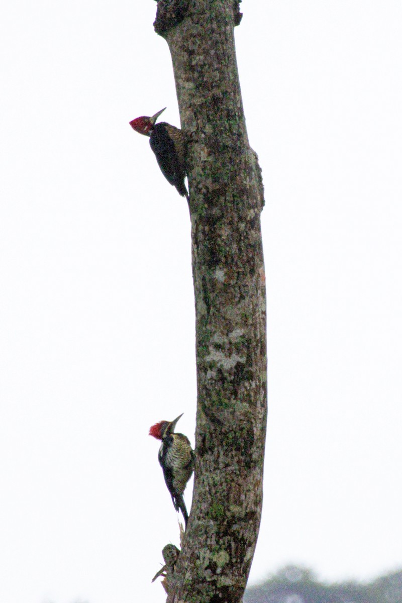 Pic de Malherbe - ML646975722