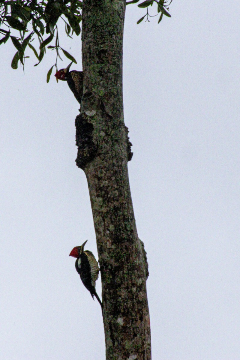 Pic de Malherbe - ML646975723