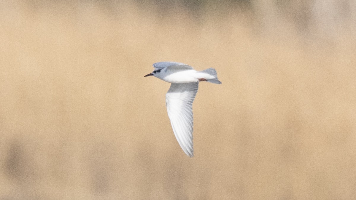 dvergmåke - ML646975724