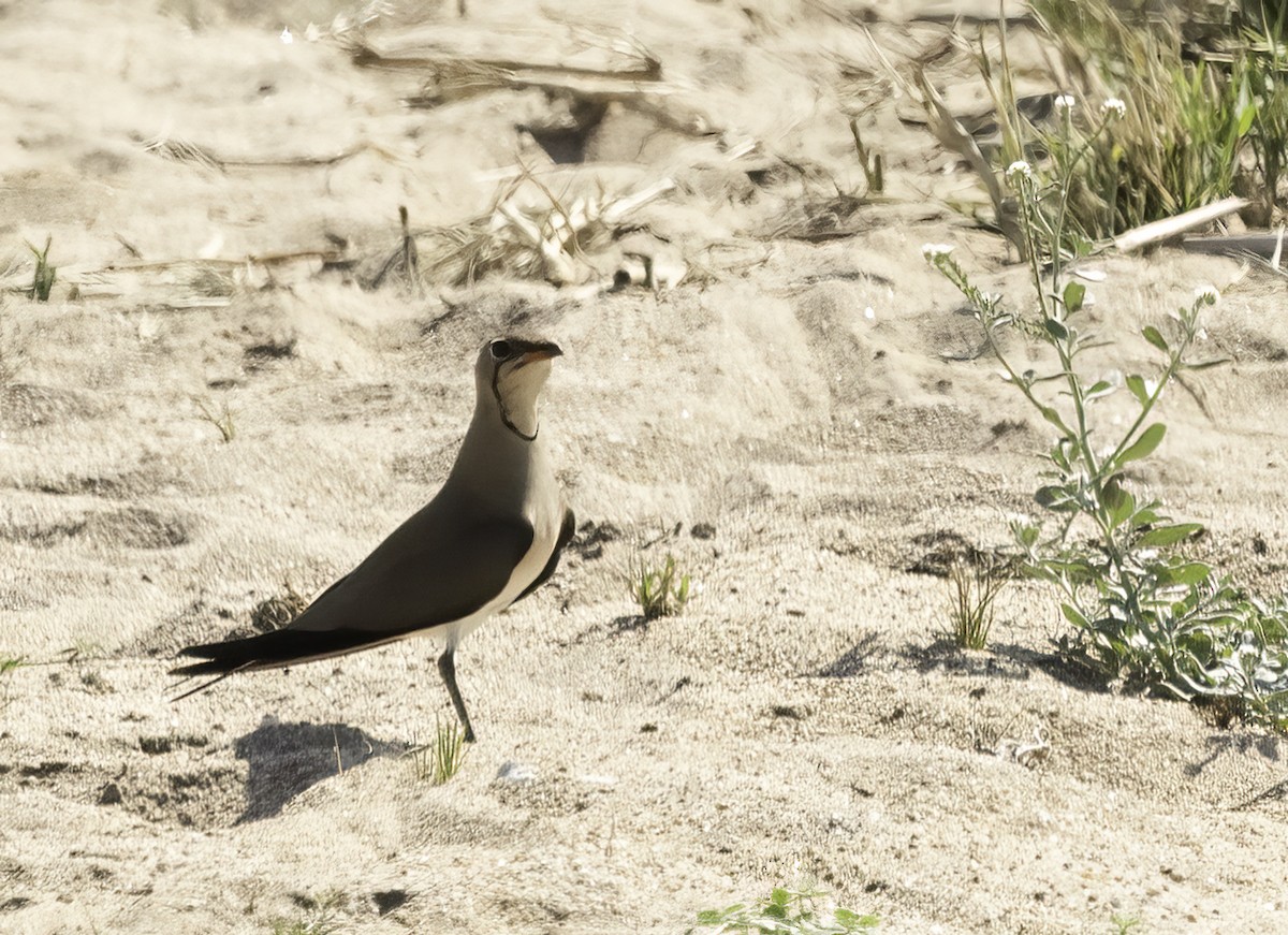 Collared Pratincole - ML646975728